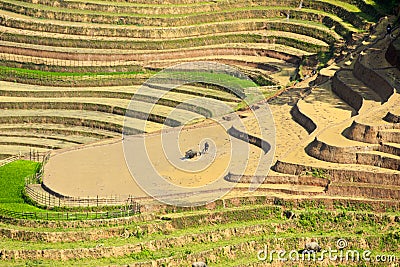 Rice terraces in the watering season Stock Photo