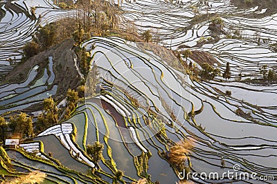 Rice Terraces of Yuanyang Stock Photo