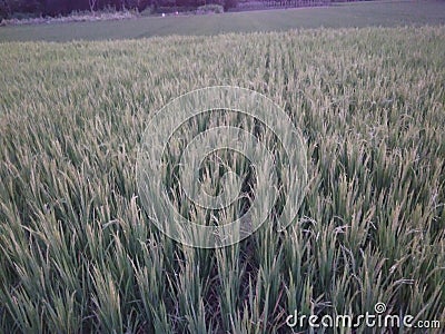 Rice tree in village feld Stock Photo