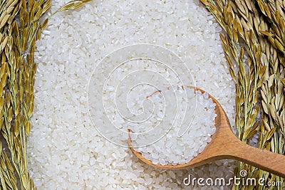 Rice used for sushi. Short Grain Sushi Koshihikari Rice. High resolution Stock Photo