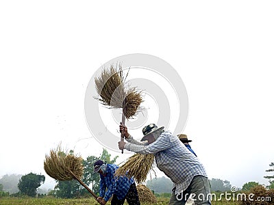 Rice using ancient methods that are hard to find Editorial Stock Photo