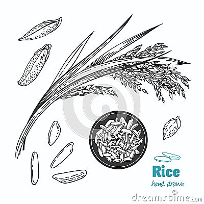 Rice vector hand drawn illustration Vector Illustration