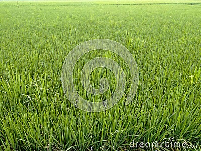 Village green rice plan Stock Photo