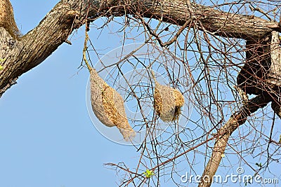 Ricebird nests on the trees. Stock Photo