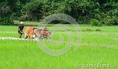 Ricefield Editorial Stock Photo