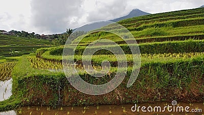 Ricefield in Bali Stock Photo