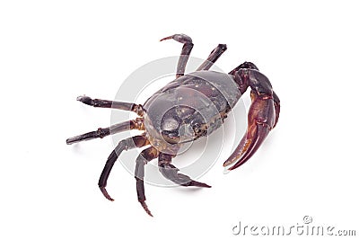 Ricefield crab Freshwater crab on white Stock Photo