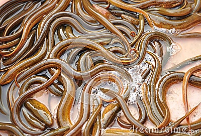 Ricefield eel Stock Photo