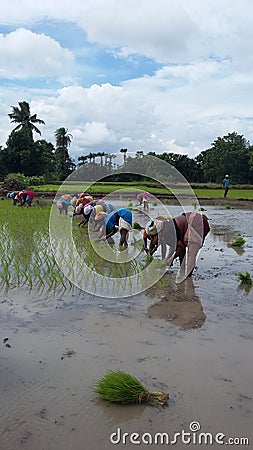 The ricefield Editorial Stock Photo