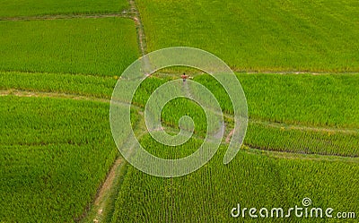 A ricefield and landscape near the city of Takeo in Cambodia Editorial Stock Photo