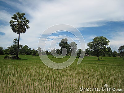 Ricefield in Nong Khiaw Laos Stock Photo