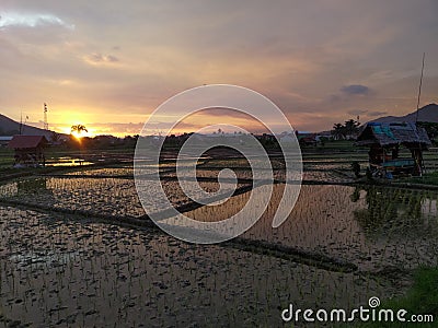 Ricefield rice field and sunset by nature at sibolga Stock Photo