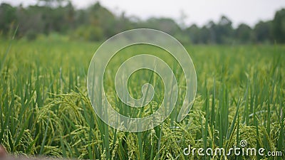 ricefield rice nature organic fresh Stock Photo