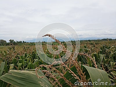 ricefield rice paddy field mountain blue Stock Photo