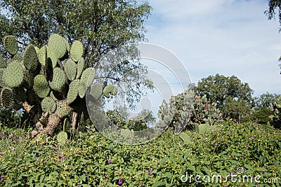 Rich cactuses and well sun adapted plants Stock Photo