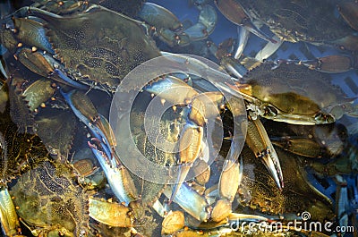 Rich catch of blue crab Stock Photo