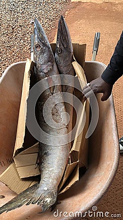 Rich catch of fish in the Atlantic Ocean Stock Photo