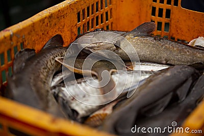 The rich catch of Okhotsk fishermen. Stock Photo