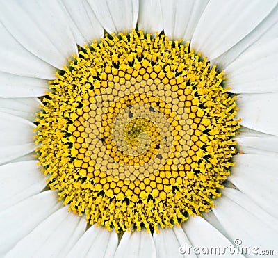 Rich colored Daisy flower to be pealed of for lovers Stock Photo