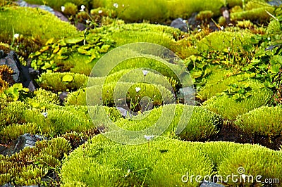 Rich green moss and small white flowers. Stock Photo