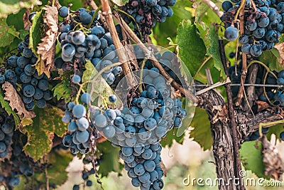 Rich harvest of grapes in Provence - a good year Stock Photo