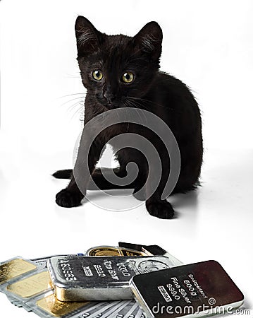 Rich kitten. A black kitten sits near gold and silver bars and coins and cash dollars Stock Photo