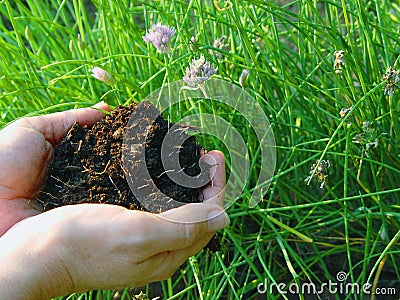 Rich Mulch Stock Photo