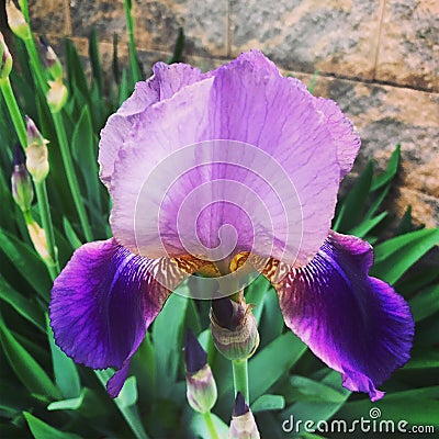 Rich Purple Flower, with Green Leaves in Background Stock Photo