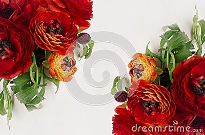 Rich red buttercup flowers with green leaves top view as decorative border on white background. Elegance spring bouquet. Stock Photo