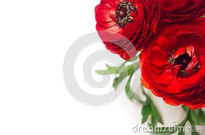 Rich red buttercup flowers with green leaves top view on soft white wooden table. Elegance spring bouquet. Stock Photo