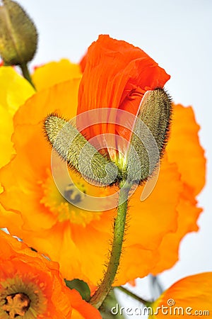 Budding Poppy Flower Close Up Stock Photo