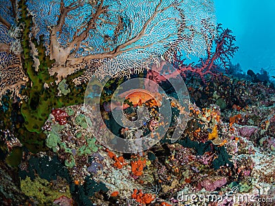 Richest reefs in the world. Misool, Raja Ampat, Indonesia Stock Photo