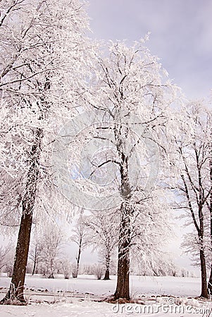 Richly frosted old lindens. Stock Photo