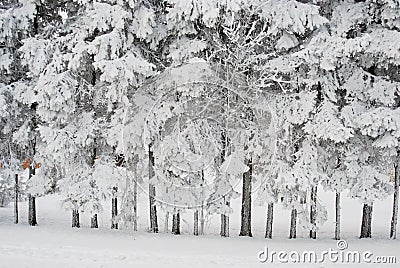 Richly frosted trees Stock Photo