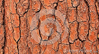 Cedar Tree Bark Texture With Irregular Cracks and Layered Patterns Stock Photo