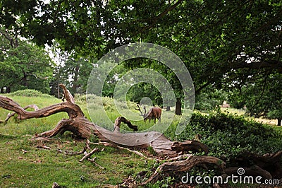 Deer Richmond Park, in the London Borough of Richmond upon Thames, was created by Charles I in the 17th century as a deer park. Stock Photo