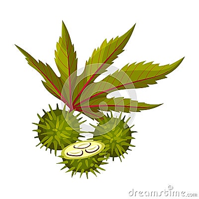 Ricinus or Castor Oil Plant with Green Palmate Leaves and Red Fruit Vector Illustration Vector Illustration