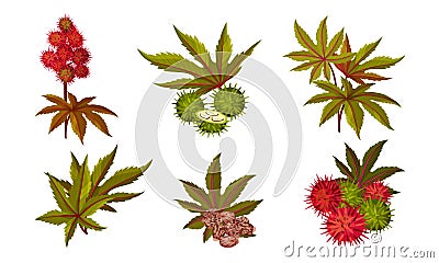 Ricinus or Castor Oil Plant with Green Palmate Leaves and Red Fruit Vector Set Vector Illustration