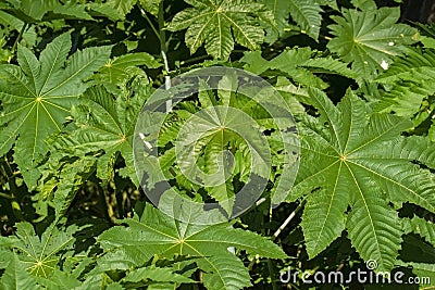 Ricinus communis or castor oil plant or castor bean tree Stock Photo