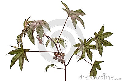 Ricinus communis, castorbean or castor-oil-plant, isolated on white background Stock Photo