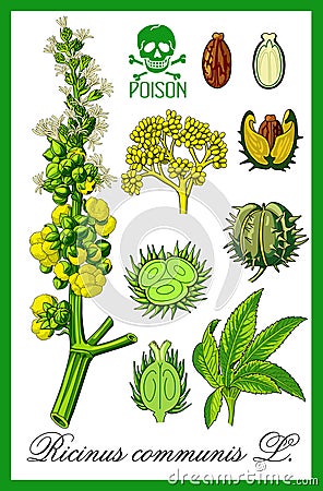 Ricinus communis herbal Vector Illustration