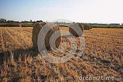 Rick gathered wheat Stock Photo