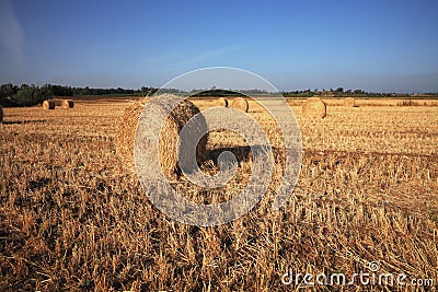 Rick gathered wheat left to dry in the sun Stock Photo