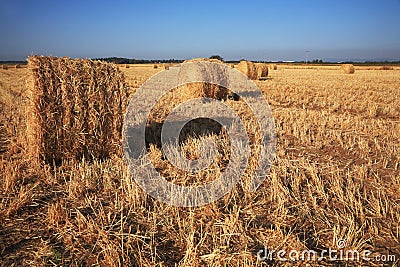 Rick gathered wheat in the sun Stock Photo