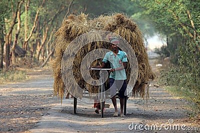 Rickshaw rider transports rice from the farm home Editorial Stock Photo