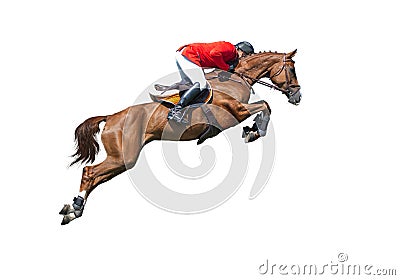 Rider on bay horse in jumping show, isolated on white background Editorial Stock Photo