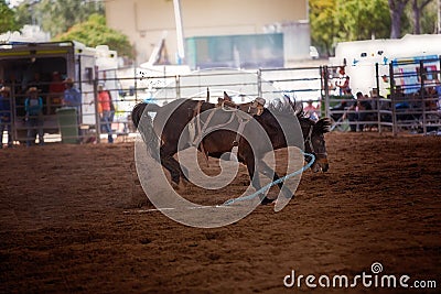 Bucking Rodeo Horse Stock Photo