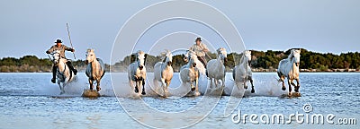 Riders and Herd of White Camargue horses running through water Editorial Stock Photo