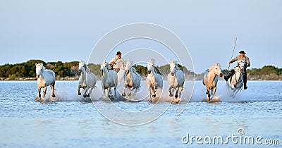 Riders and Herd of White Camargue horses running through water Editorial Stock Photo