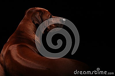 Ridge of Rhodesian Ridgeback Stock Photo